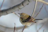 Pine Warbler - Dendroica pinus