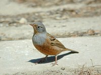 Cretzschmar's Bunting - Emberiza caesia