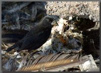 Large Cactus-Finch - Geospiza conirostris