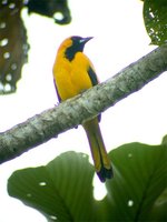 Yellow-tailed Oriole - Icterus mesomelas