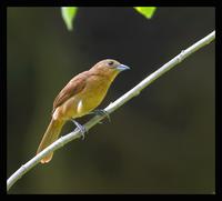 White-lined Tanager