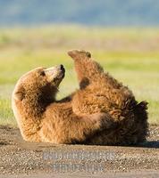 ...Alaskan Brown Bear , Ursus middendorffi , stretched out on rivers edge , Katmai National Park , 