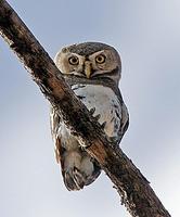 ...And we often go in search of little known or seldom seen species such as the rare Forest Owlet (
