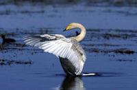 Cygnus cygnus Whooper Swan