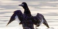 Velvet scoter flapping wings