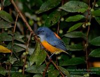 Orange-bellied Flowerpecker