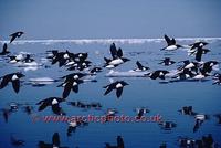 FT0180-00: Thick billed Murres in flight over water. The Arctic.