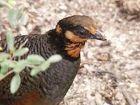 Chestnut-bellied Partridge