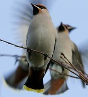 Bohemian Waxwing (Bombycilla garrulus)