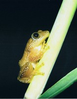 : Afrixalus fornasini; Fornasini's Leaf-folding Frog