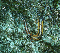 : Bolitoglossa franklini nigroflavescens