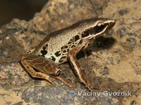 : Cardioglossa leucomystax