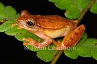 : Dendropsophus microcephalus