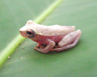 : Dendropsophus minusculus