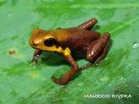 : Ranitomeya tolimense