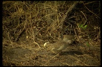 : Francolinus sephaena; Crested Francolin