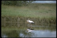 : Mycteria ibis; Yellow-billed Stork