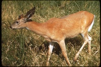 : Odocoileus virginianus; White-tailed Deer