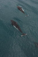 : Phocoenoides dalli; Dall porpoise