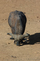 : Syncerus caffer; Cape Buffalo