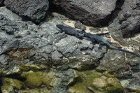 : Amblyrhynchus cristatus ssp. mertensi; Marine Iguana