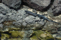 : Amblyrhynchus cristatus ssp. mertensi; Marine Iguana