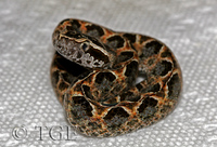 : Calloselasma rhodostoma; Malayan Pitviper