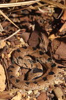 : Causus defilippi; Snouted Night Adder