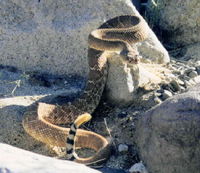 : Crotalus ruber; Red Diamond Rattlesnake