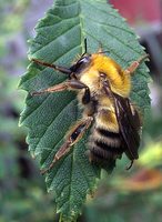 : Bombus schrencki