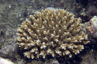 : Acropora valida