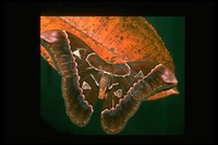 : Rothschildia orizaba; Orizaba Silk-moth