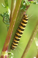 : Tyria jacobaeae; Cinnabar Moth, Tyria