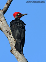 White-Bellied Woodpecker Scientific name - Dryocopus javensis