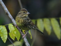 Emberiza spodocephala Black-faced Bunting アオジ