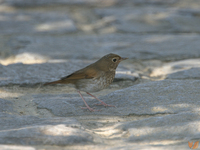 紅尾歌鴝 Rufous-tailed Robin Luscinia sibilans