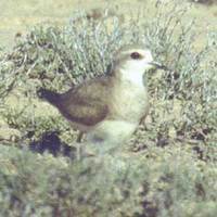 Caspian Plover