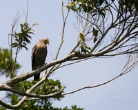 관수리 Spifornis cheela Crested Serpent Eagle