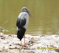 Photo of zejozob asijský Anastomus oscitans Asian Openbill Silberklaffschnabel