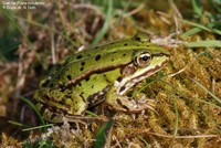 Grøn frø (Rana esculenta) Foto/billede af