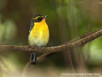 Narcissus Flycatcher » Ficedula narcissina owstoni