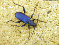 Callidium violaceum - Violet Longhorn