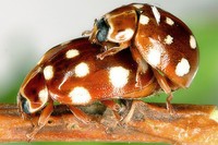 Calvia quatuordecimguttata - Cream Spotted Lady-beetle