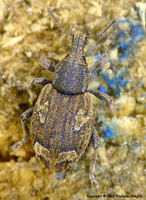 Graptus weberi