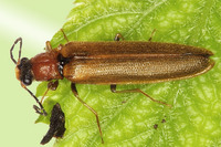 Denticollis linearis