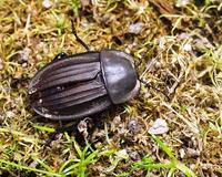 Silpha carinata