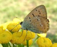 Lycaena virgaureae - Scarce Copper