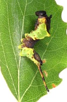 Cerura erminea