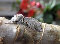Furcula furcula - Sallow Kitten
