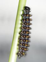 Melitaea athalia - Heath Fritillary